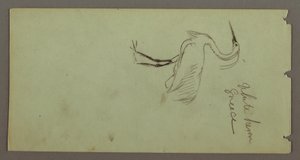 White Heron, possibly 1869