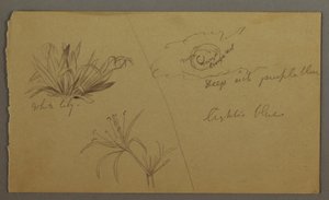 White Lily, Moon, possibly 1865-66 by Frederic Edwin Church