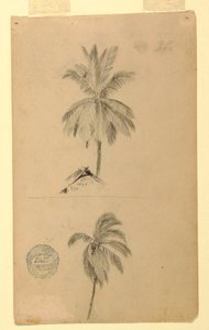 Drawings. Two sketches. Palms.