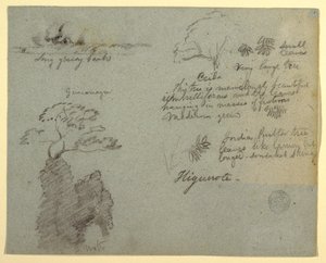 Riverbank and Botanical Sketches from Higuerote, Ecuador