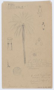 Sketches from Jamaica, West Indies