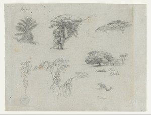Sketches from South America. Botanical sketches. Flying crane. by Frederic Edwin Church