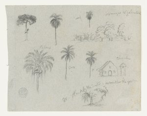 Sketches from the Rio Magdalena, Colombia. Botanical Sketches. A Church.