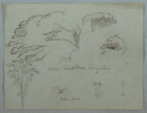Studies from the Rio Magdalena, Colombia: Tree Tops, Flying White Bird, Vines, and Three Flowering Plants