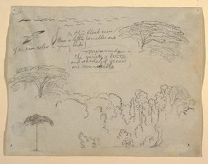 Studies of Birds and Trees seen from the Rio Magdalena, Colombia
