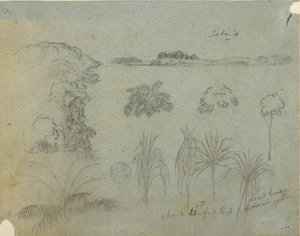 Study with Tree Tops, Trees, Five Designs of Plants and a Distant Island