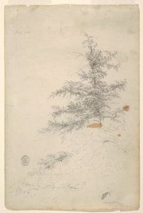 Tree, Stream