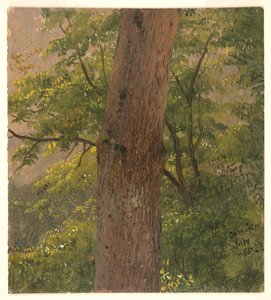 Woodland Study, Jamaica by Frederic Edwin Church