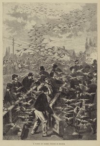 A Flight of Homing Pigeons in Belgium