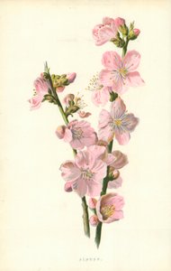 Almond