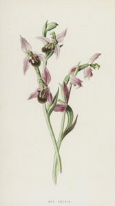 Bee Orchis by Frederick Edward Hulme
