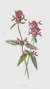 Betony by Frederick Edward Hulme