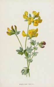 Birds-Foot Trefoil by Frederick Edward Hulme