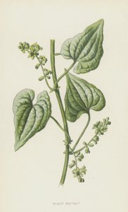 Black Bryony by Frederick Edward Hulme