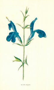 Blue Sage by Frederick Edward Hulme