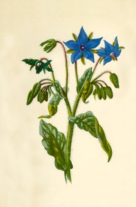 Borage