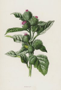 Burdock