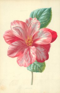 Camellia by Frederick Edward Hulme