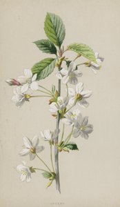 Cherry by Frederick Edward Hulme