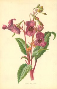 Ciant Balsam by Frederick Edward Hulme