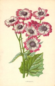 Cineraria by Frederick Edward Hulme