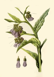 Comfrey