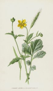 Common Avens and Meadow-Barley by Frederick Edward Hulme