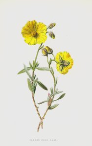 Common Rock Rose by Frederick Edward Hulme