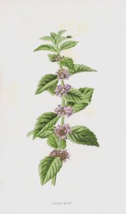 Corn Mint by Frederick Edward Hulme