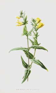 Cow-Wheat or Melampyre by Frederick Edward Hulme