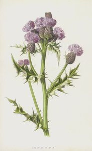 Creeping Thistle