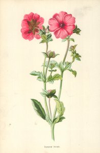 Crimson Avens by Frederick Edward Hulme