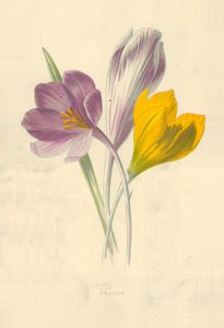 Crocus