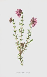 Cross-Leaved Heath by Frederick Edward Hulme