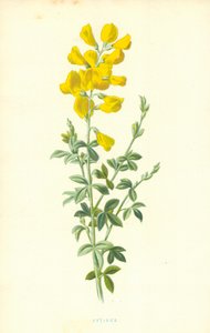 Cytisus by Frederick Edward Hulme