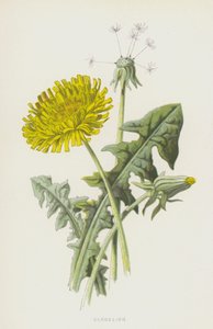 Dandelion
