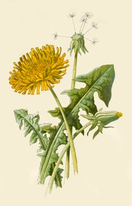Dandelion, 1877