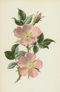 Dog-Rose