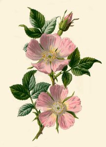 Dog-Rose