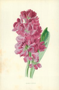 Double Stock by Frederick Edward Hulme