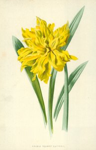 Double Trumpet Daffodil by Frederick Edward Hulme