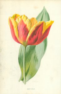 Early Tulip