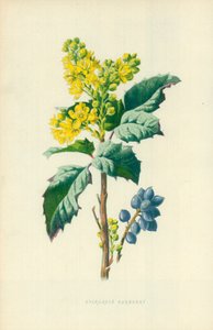 Evergreen Barberry