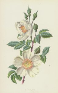 Field Rose