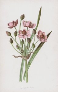 Flowering Rush