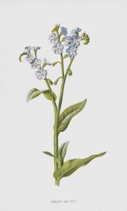 Forget-Me-Not