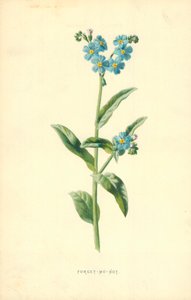 Forget-Me-Not
