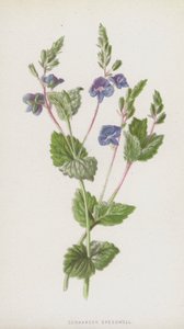 Germander Speedwell