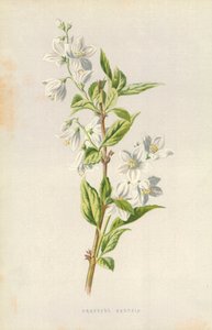 Graceful Deutzia