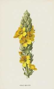 Great Mullein by Frederick Edward Hulme